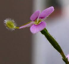 Flor de Stylidium Debile